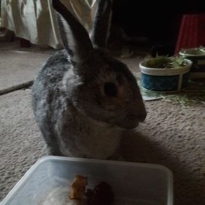 Meet your Posher, Lita